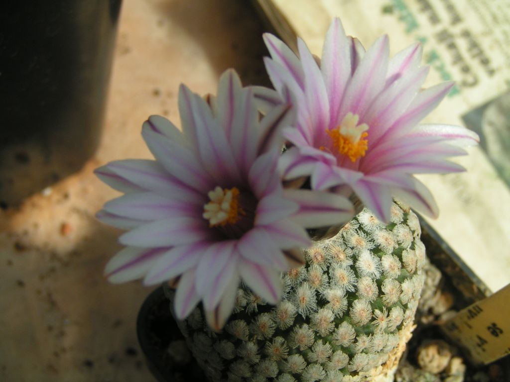 Turbinicarpus valdezianus v. albiflorus